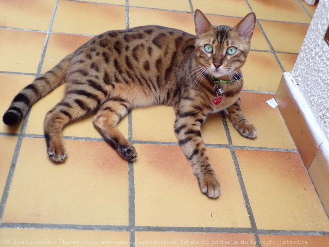 Photo de Bengal