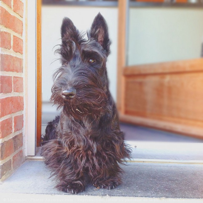 Photo de Scottish terrier