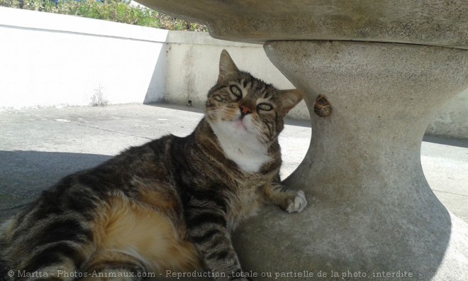 Photo d'European shorthair