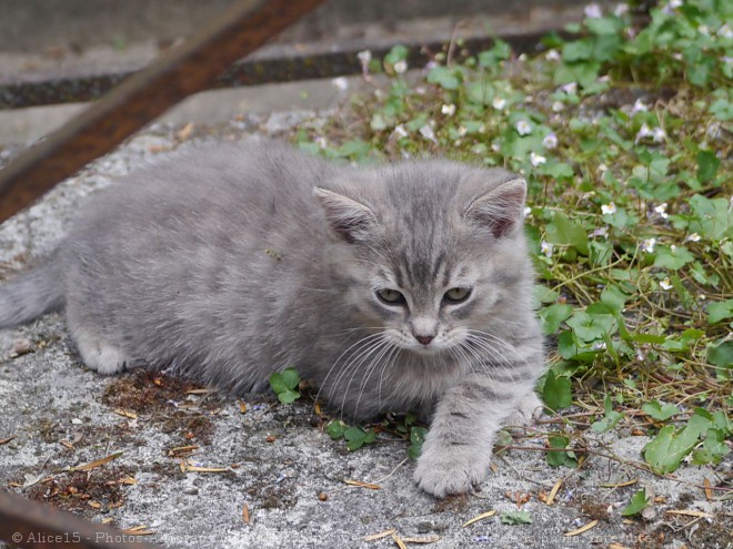 Photo de Chat domestique