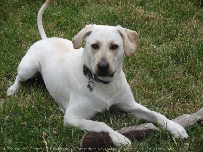 Photo de Labrador retriever