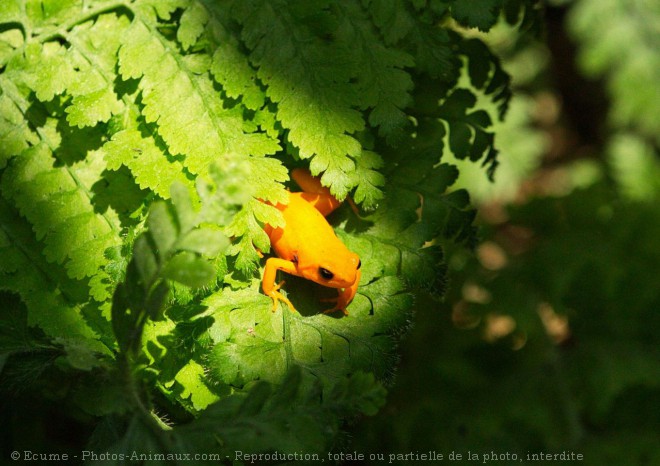 Photo de Grenouille