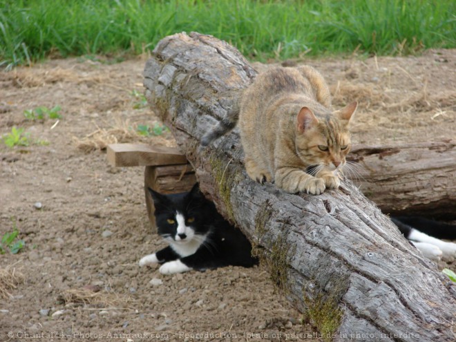 Photo de Chat domestique