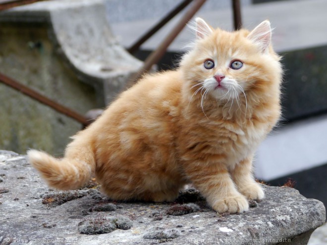 Photo de Chat domestique