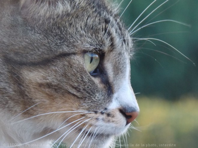 Photo de Chat domestique