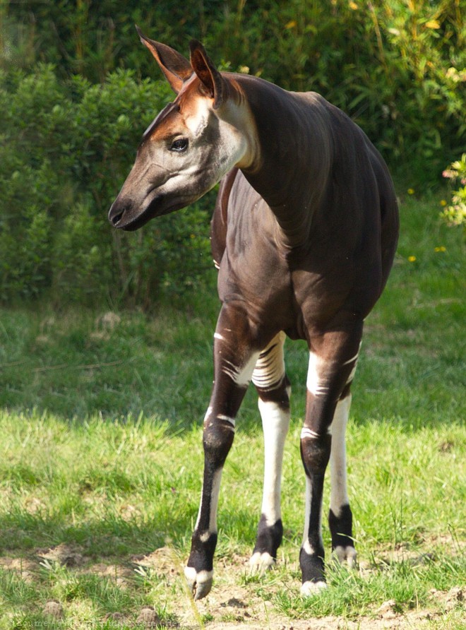 Photo d'Okapi