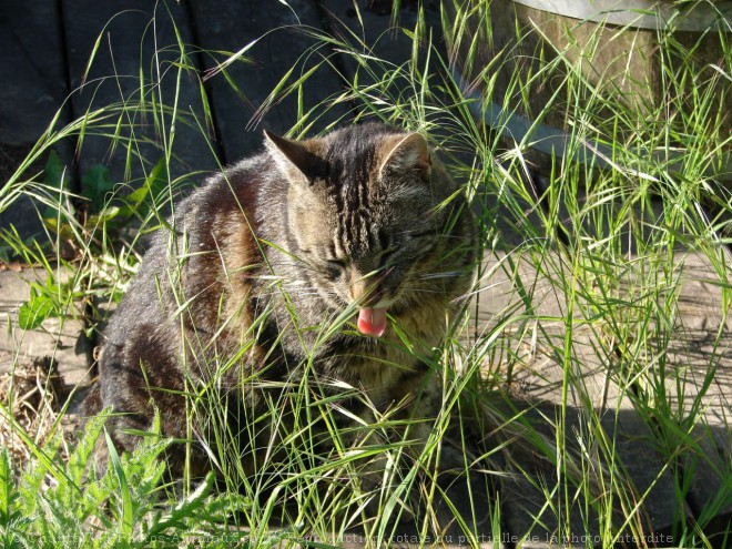 Photo de Chat domestique