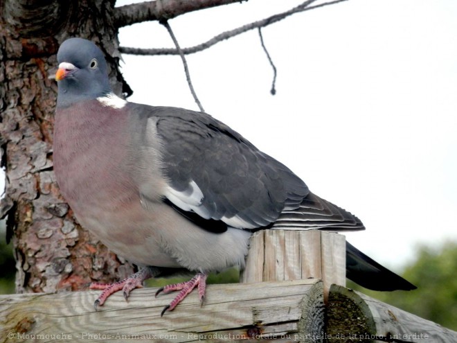 Photo de Pigeon - ramier