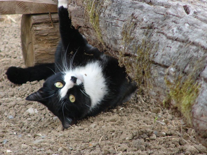 Photo de Chat domestique