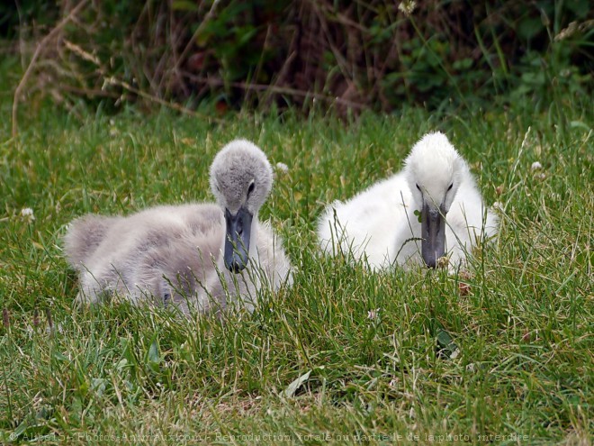 Photo de Cygne