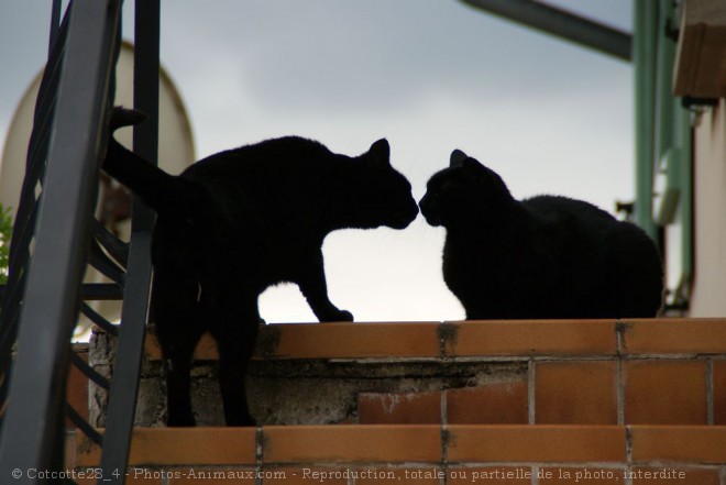 Photo de Chat domestique