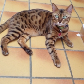 Photo de Bengal