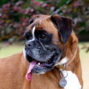 Photo de Boxer