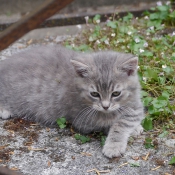 Photo de Chat domestique