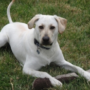 Photo de Labrador retriever