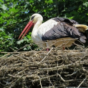 Photo de Cigogne