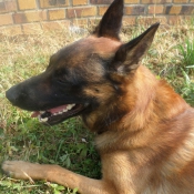 Photo de Berger belge malinois