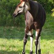 Photo d'Okapi