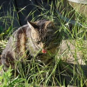 Fond d'cran avec photo de Chat domestique