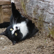 Fond d'cran avec photo de Chat domestique