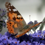 Photo de Papillon - belle-dame