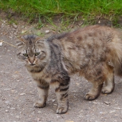 Photo de Chat domestique