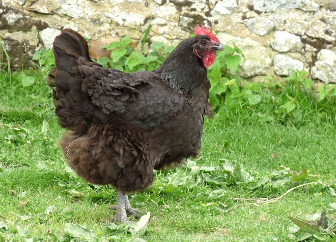 Photo de Poule