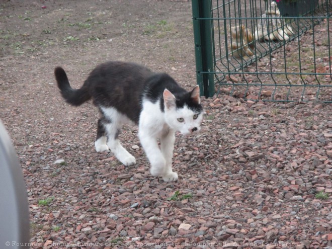 Photo de Chat domestique