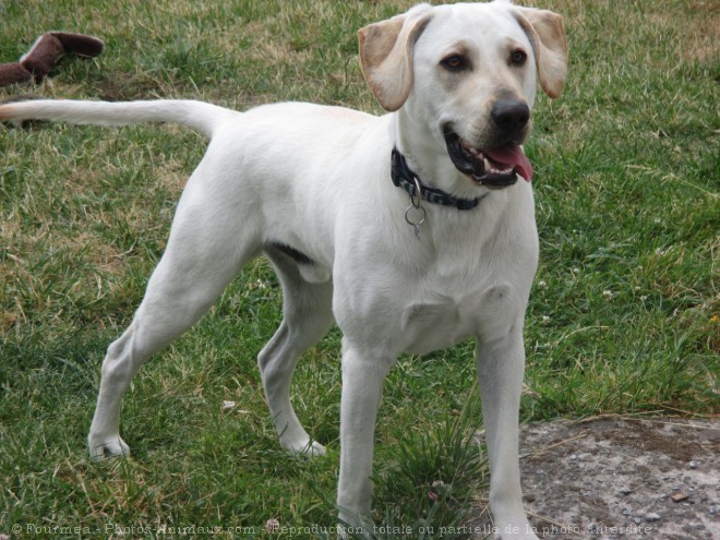 Photo de Labrador retriever