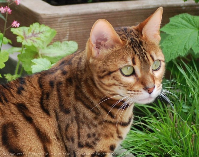 Photo de Bengal