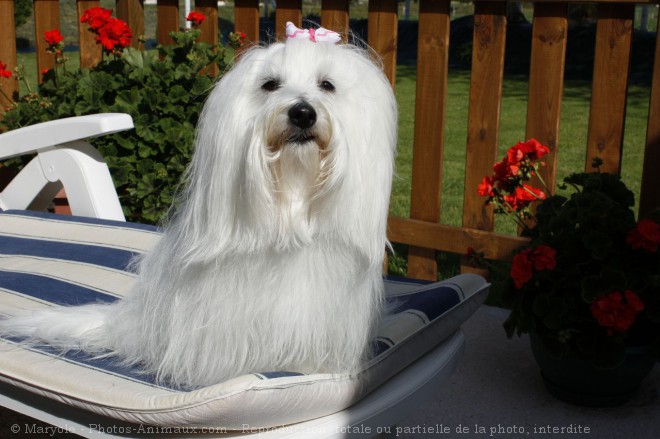 Photo de Coton de tulear