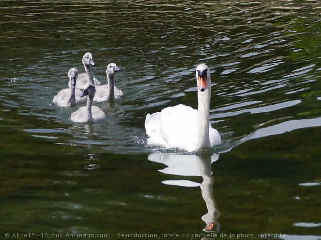 Photo de Cygne