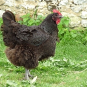 Photo de Poule