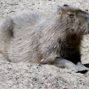 Photo de Cabiai ou capybara