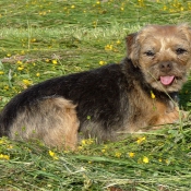 Photo de Border terrier