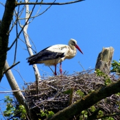 Photo de Cigogne