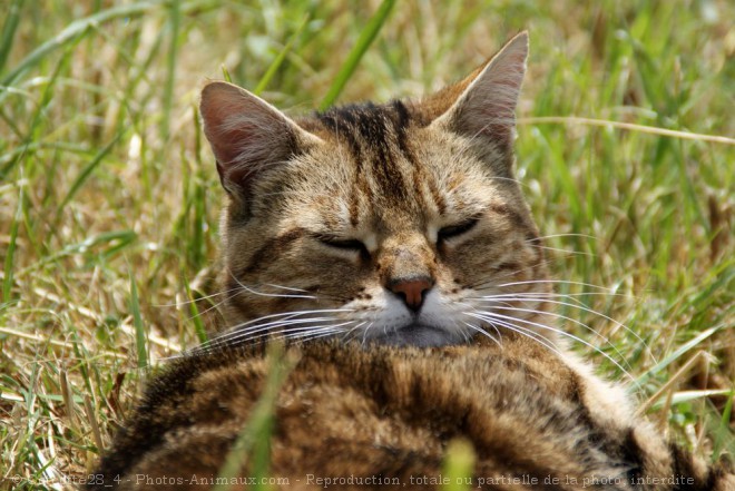 Photo de Chat domestique