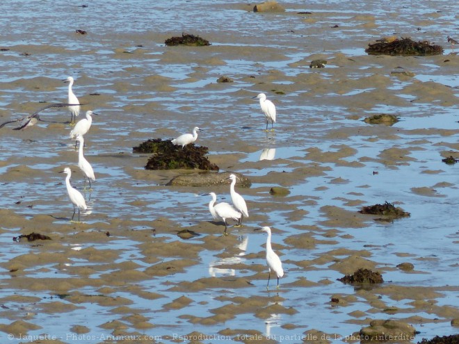 Photo d'Aigrette