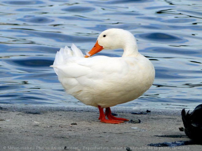 Photo d'Oie blanche