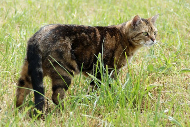 Photo de Chat domestique