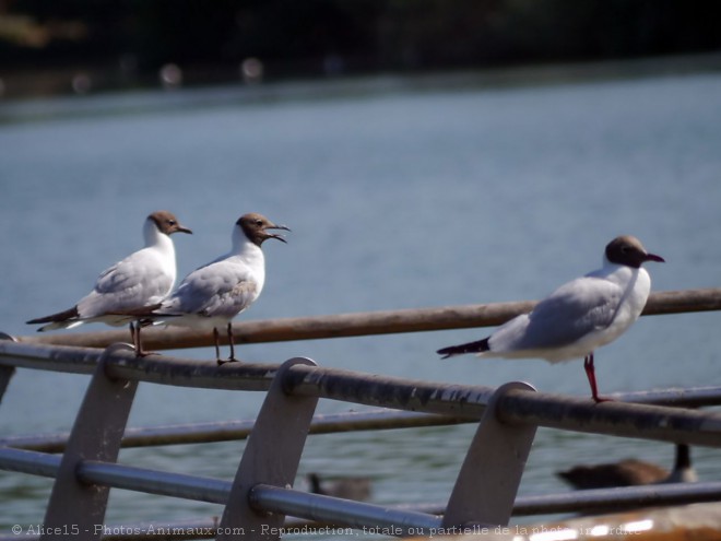 Photo de Mouette