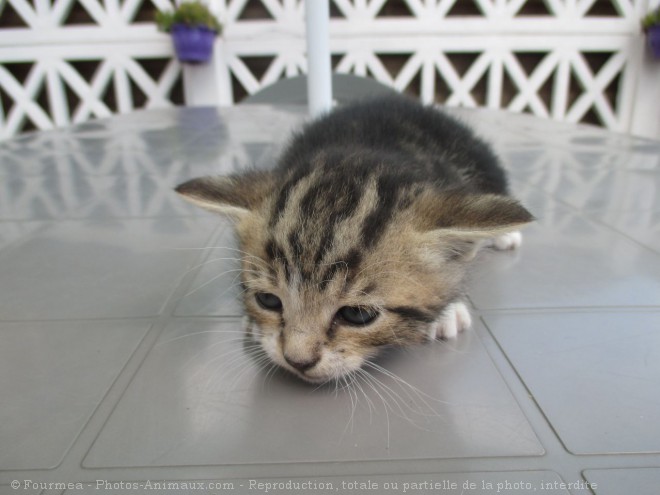 Photo de Chat domestique