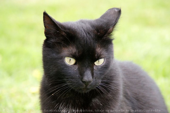 Photo de Chat domestique