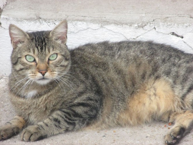 Photo de Chat domestique