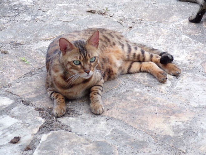 Photo de Bengal