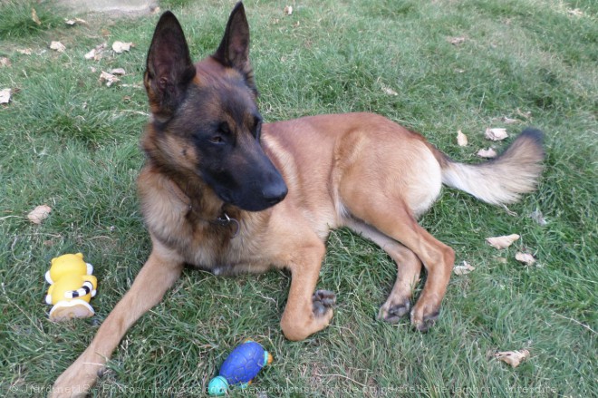 Photo de Berger belge malinois