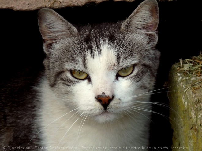 Photo de Chat domestique