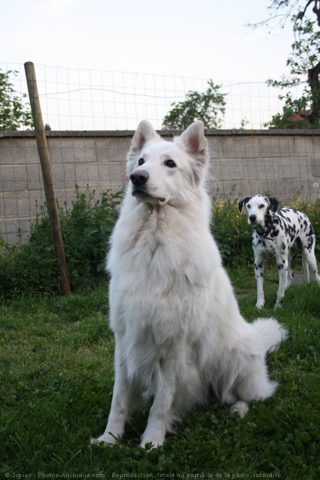 Photo de Berger blanc suisse