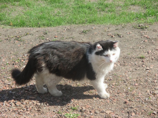 Photo de Chat domestique