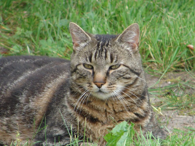 Photo de Chat domestique